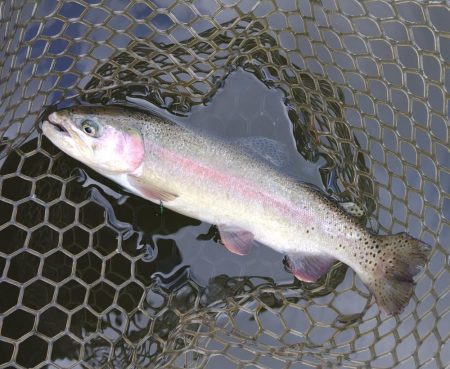 大安トラウトレイク釣果